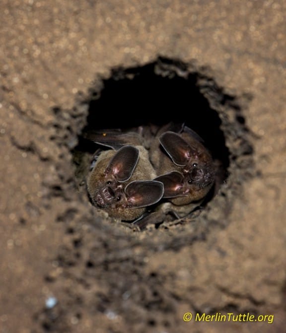 Finding bat roosts in Trinidad - Merlin Tuttle's Bat Conservation