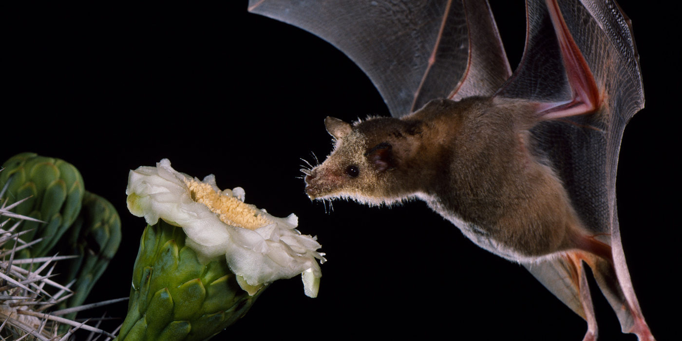 Merlin Tuttle's Bat Conservation